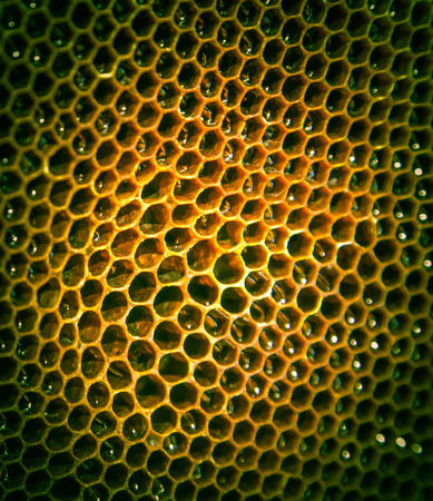 Honeycombの写真素材