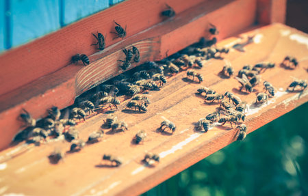 Beehive