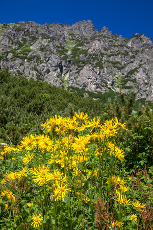 Valley - Mlynicka dolinna - at High Tatras mountains at Slovakiaの写真素材