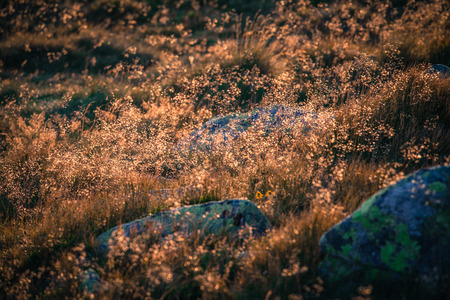 Field grass in Low Tatras, Slovakiaの写真素材