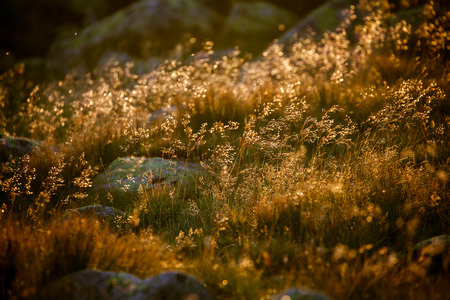Field grass in Low Tatras, Slovakiaの写真素材