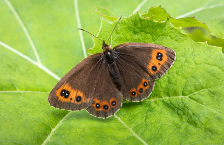 Brown butterflyの写真素材