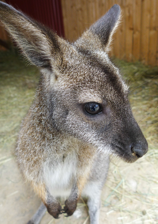 Small kangarooの写真素材