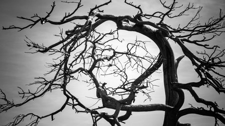 Tree branch