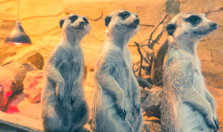 Suricate in zoo