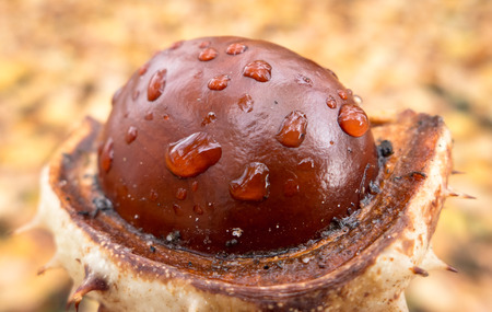 Chestnutの写真素材