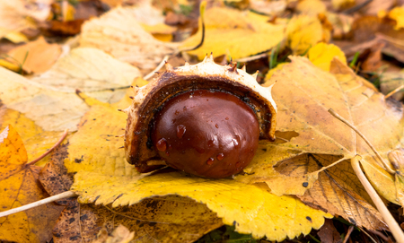 Chestnut and autumn leafの写真素材