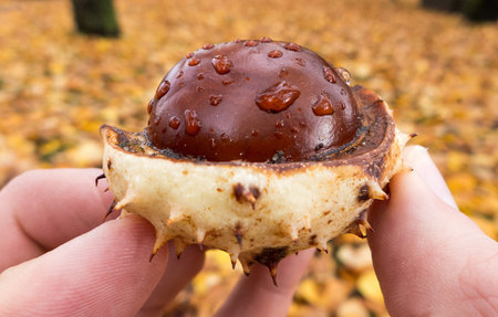 Chestnut in hand