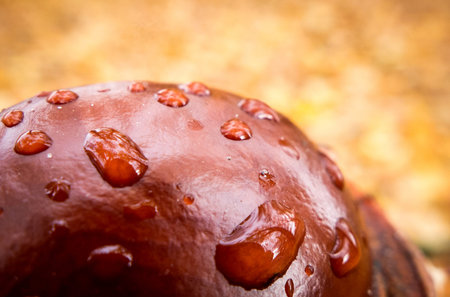 Chestnut