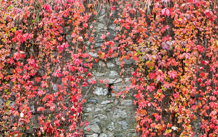 Climbing palnt on the wallの写真素材