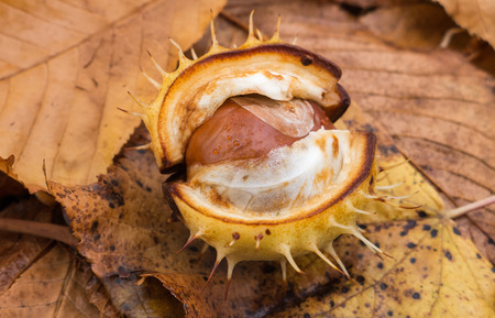 Chestnut on the groundの写真素材