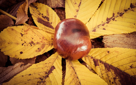 Chestnut on the groundの写真素材