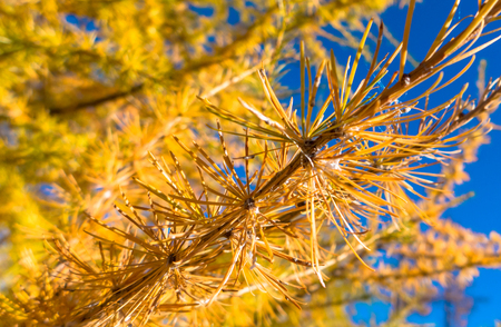 Detail of autumn coniferous treeの写真素材
