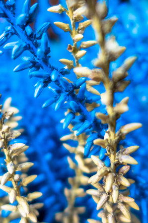 Colorful plantの写真素材