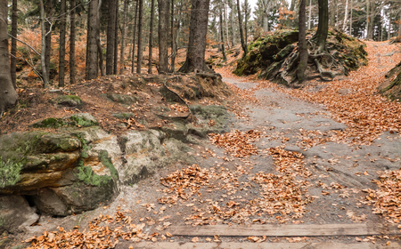 Colorful autumn leaves in forest, Czech republicの写真素材