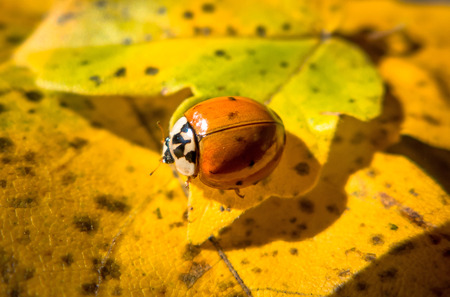 Detail of ladybirdの写真素材