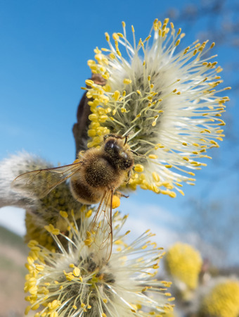 Bee on flower - glove puppetの写真素材