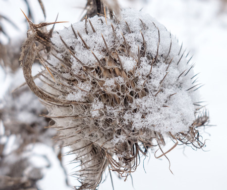 Thistle - close up view on itの写真素材