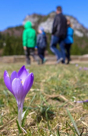 Violet crocus in meadow - Malino Brdo, SLovakiaの写真素材