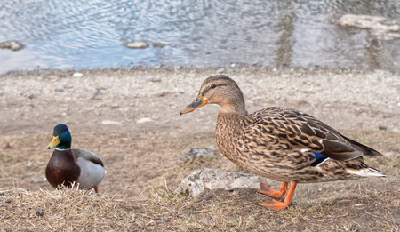 Wild ducks near lake, Slovakiaの写真素材