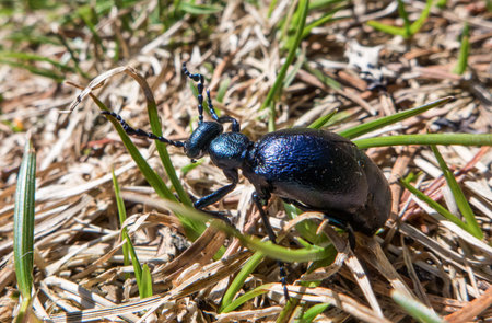 Blue scarab on the ground in forestの写真素材