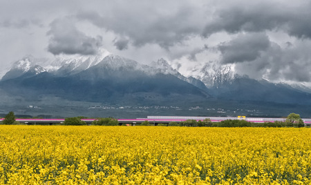 rYellow Rapeseed field and High Tatras, Slovakiaの写真素材