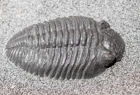 Fossil - old trilobite - close up viewの写真素材