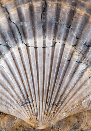 Fossil - old trilobite - close up viewの写真素材