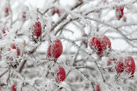 Frozen plant - rose hips - macro viewの写真素材