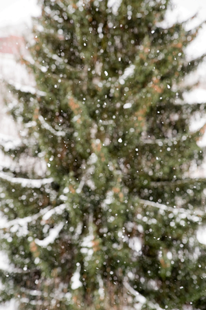 Snowfall and conifer tree in forestの写真素材