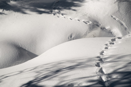 Animal tracks in the snowの写真素材