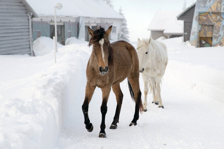 Black and white horses in winter farmの写真素材