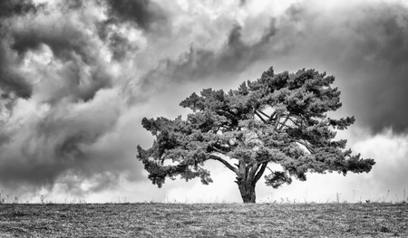 Lonely fir tree on horizon. Dark clouds on the skyの写真素材