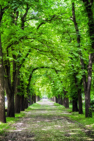 Alley of trees in Kerepesi cemetery, Budapest - Hungaryの写真素材