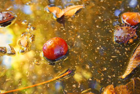 Chestnut in the water in parkの写真素材