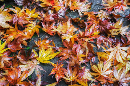 Colorful autumn leaves on the groundの写真素材