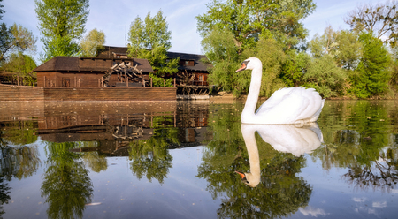 Swan on river Danube and wooden watermill in village Kolarovo, Slovakiaの写真素材