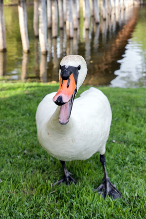 Attacking white swan on lakeの写真素材