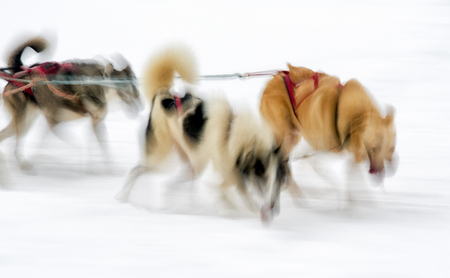 Sledge dogs in motionの写真素材