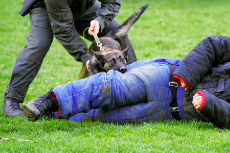 Police dog training. Attack on manの写真素材