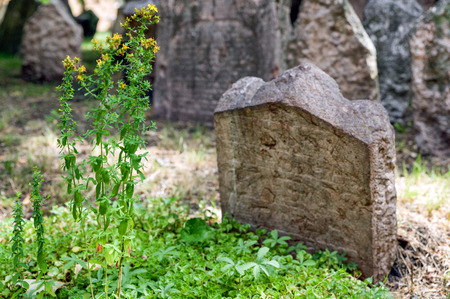 Yellow flower in front of grave stone at old jewish cemetery in Prague, Czech republicのeditorial素材