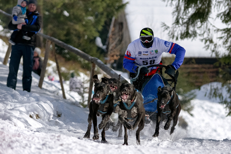 ZUBEREC, SLOVAKIA - MARCH 3: International championship in Slovakia in sled dog race in open-air Orava village museum on March 3, 2018 in Zuberecのeditorial素材