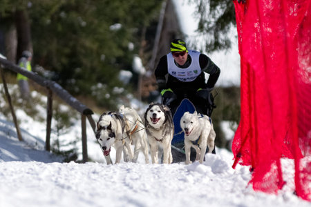 ZUBEREC, SLOVAKIA - MARCH 3: International championship in Slovakia in sled dog race in open-air...