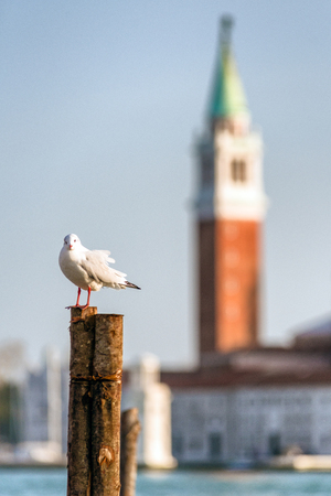 Seagull and Church of San Giorgio Maggiore at background on February 11, 2018 in Veniceの写真素材