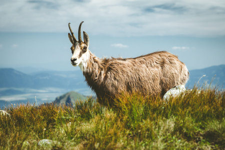 Tatra chamois in Low Tatras mountains, Slovakiaの写真素材