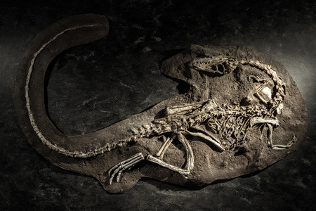 LONDON, UNITED KINGDOM - MAY 13: Fossil of dinosaur and visitors in Natural history museum on May 13, 2018 in Londonのeditorial素材