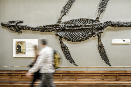 LONDON, UNITED KINGDOM - MAY 13: Skeleton of Ichthyosaur and visitors in Natural history museum on May 13, 2018 in Londonのeditorial素材