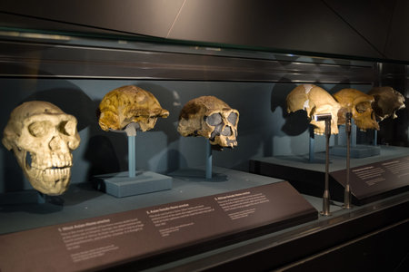 LONDON, UNITED KINGDOM - MAY 13: Skulls of Homo erectus in Natural history museum on May 13, 2018 in Londonのeditorial素材