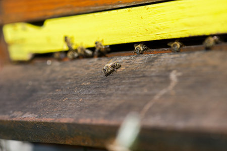 Bees in yellow beehive. Beekeeping