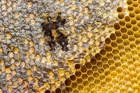 Detail of Honeycomb with honey. Beekeeping